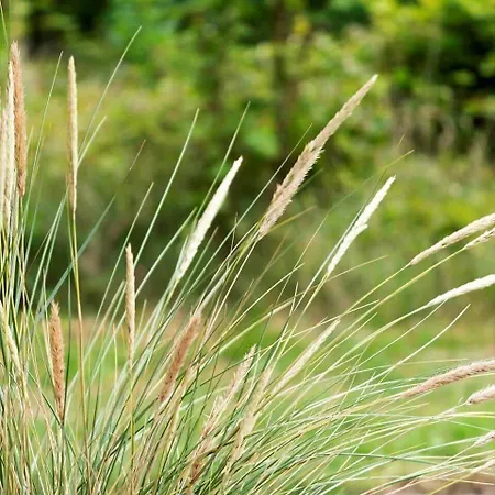 10090-ulfborg-baekbyvej-82 * Øhuse